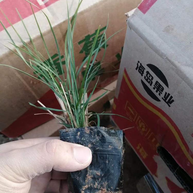 大量现货供应麦冬苗 麦冬批发价格