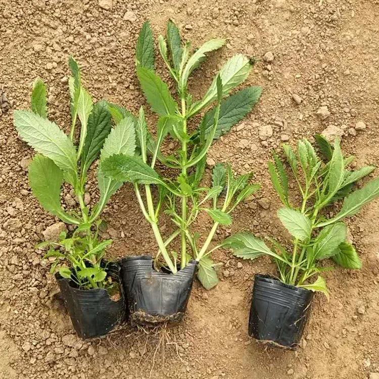 马鞭草质优价廉  苗圃直供马鞭草 马鞭草花卉苗