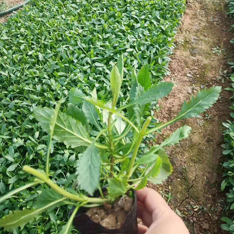 马鞭草量大优惠  青州苏鹏种植马鞭草 马鞭草苗