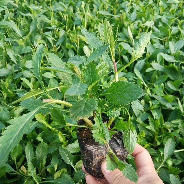 马鞭草花卉苗 基地出售马鞭草 马鞭草批发商