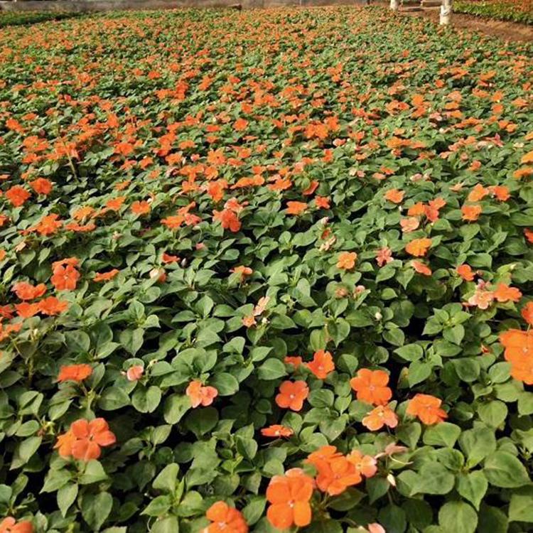 非洲凤仙苗种植基地 苗圃供应 青州非洲凤仙苗