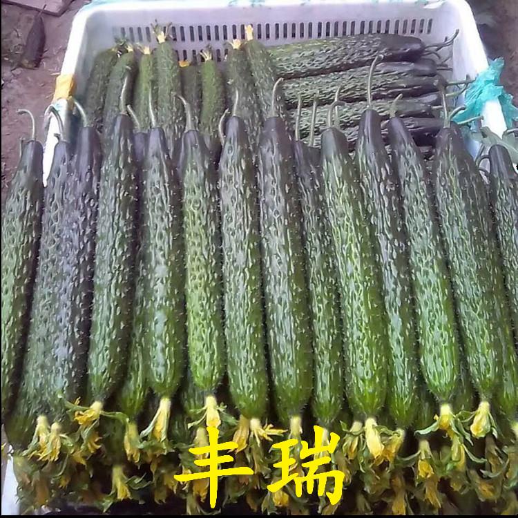 新品种丰瑞黄瓜种苗 抗褪绿 抗死棵 黄瓜种苗大量有货