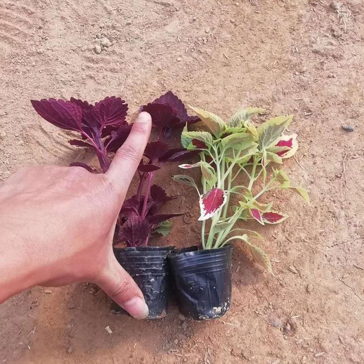 彩叶草 批发彩叶草来【鑫国】彩叶草批发商 基地直销
