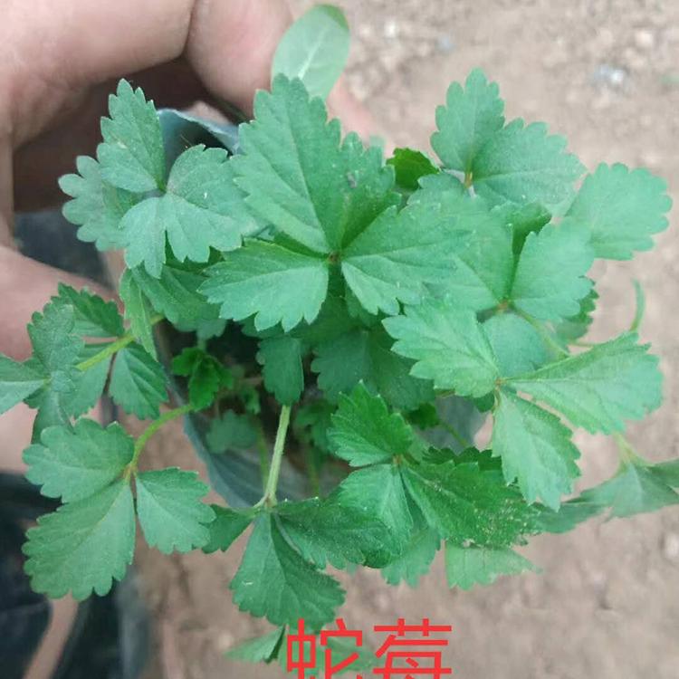 蛇莓苗 苗圃直销蛇莓 蛇莓批发商