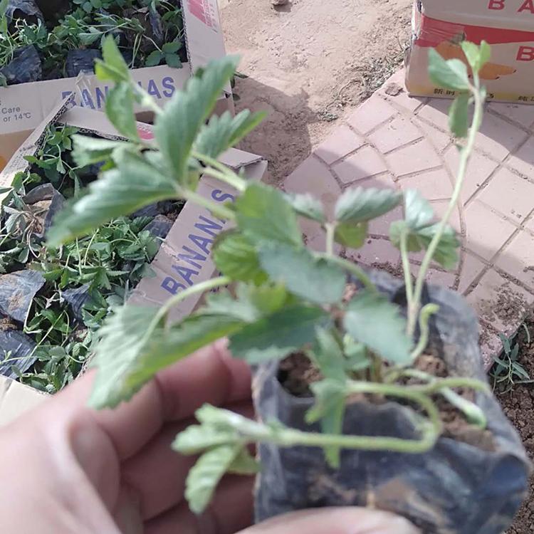 蛇莓幼苗 基地出售蛇莓 蛇莓种植基地