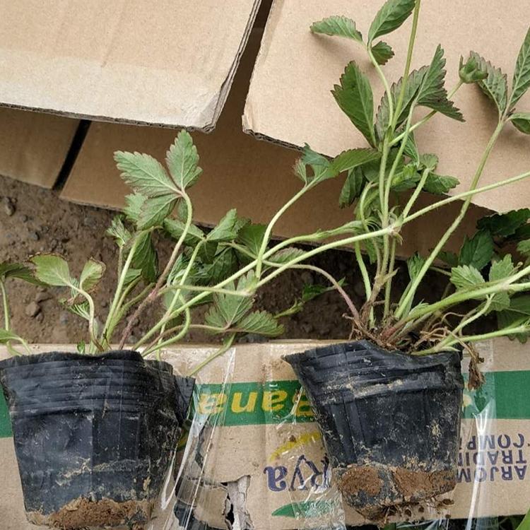 蛇莓幼苗 基地出售蛇莓 蛇莓批发