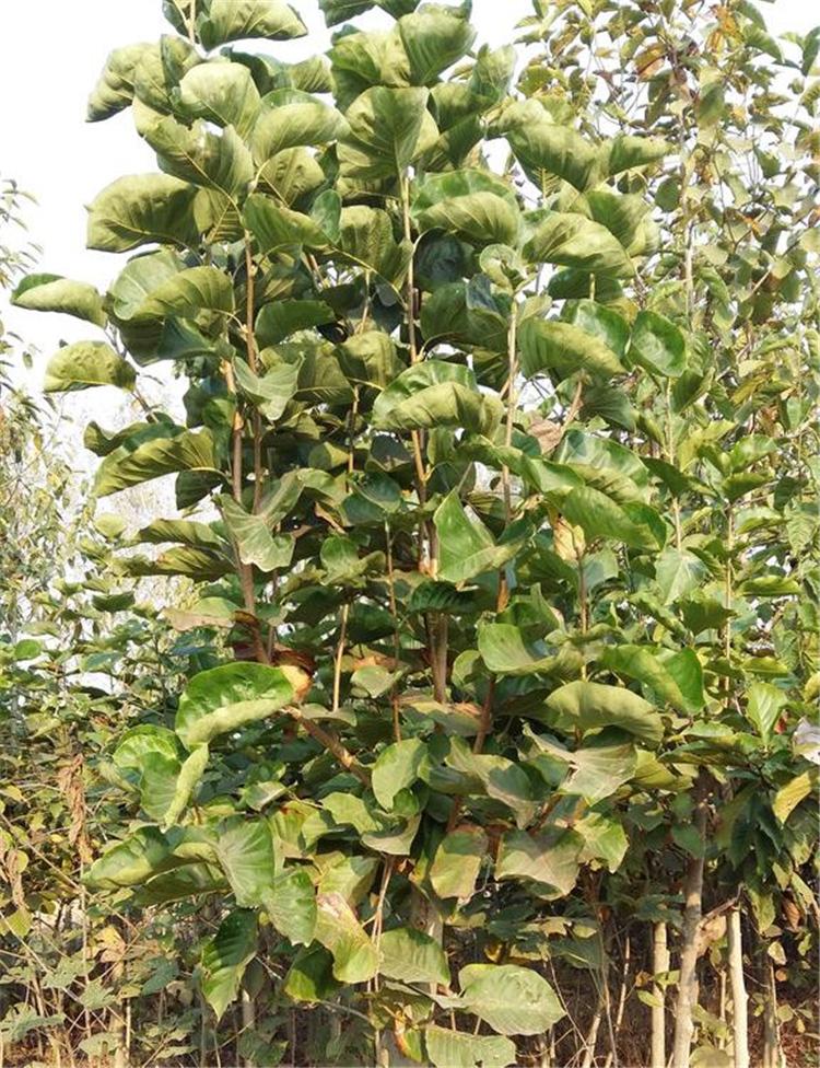 大量现货供应大叶女贞 绿化用大叶女贞 大叶女贞种植基地