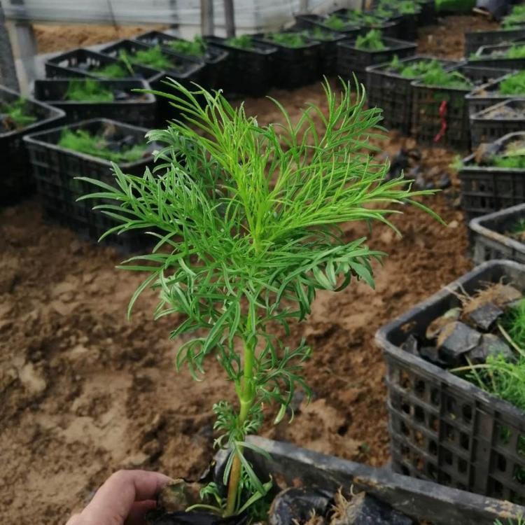 山东波斯菊 宿根草花价格 波斯菊价格