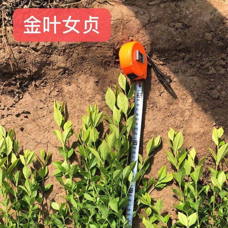 金叶女贞小苗 基地优惠直发 金叶女贞供货商