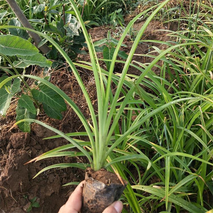 大花萱草 大花萱草小苗价格 采购基地