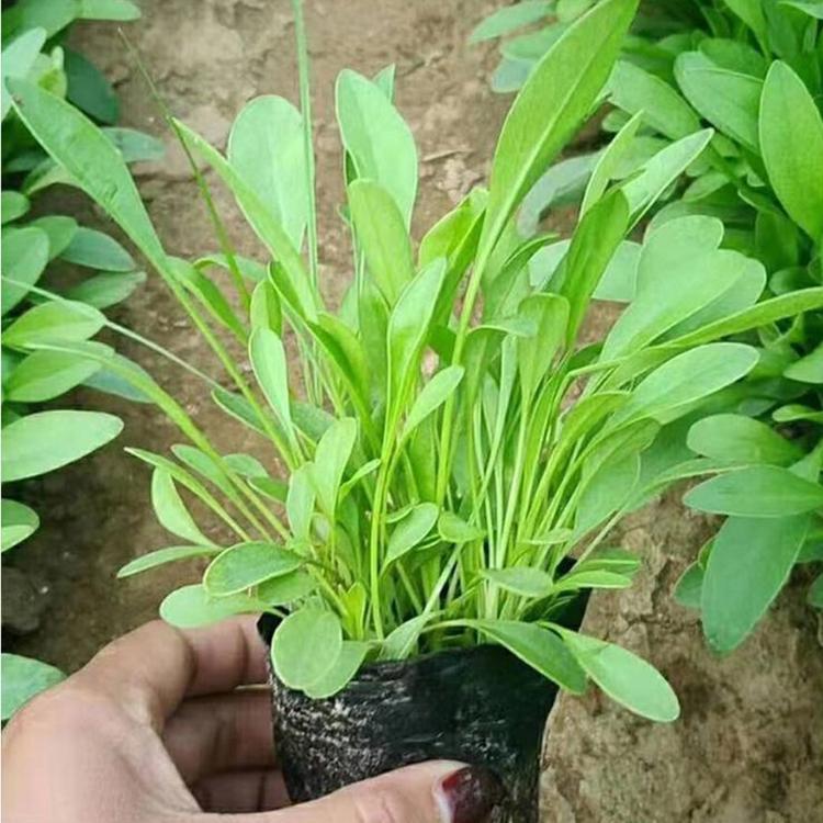 金鸡菊 草花种植基地 金鸡菊苗价格