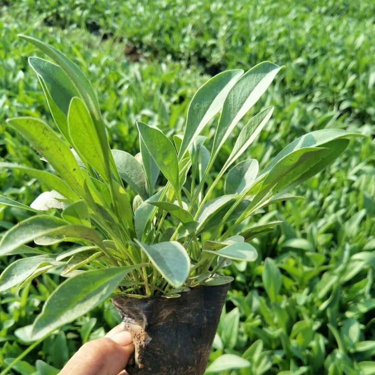 金鸡菊 一二年生花卉 大花金鸡菊杯苗价格