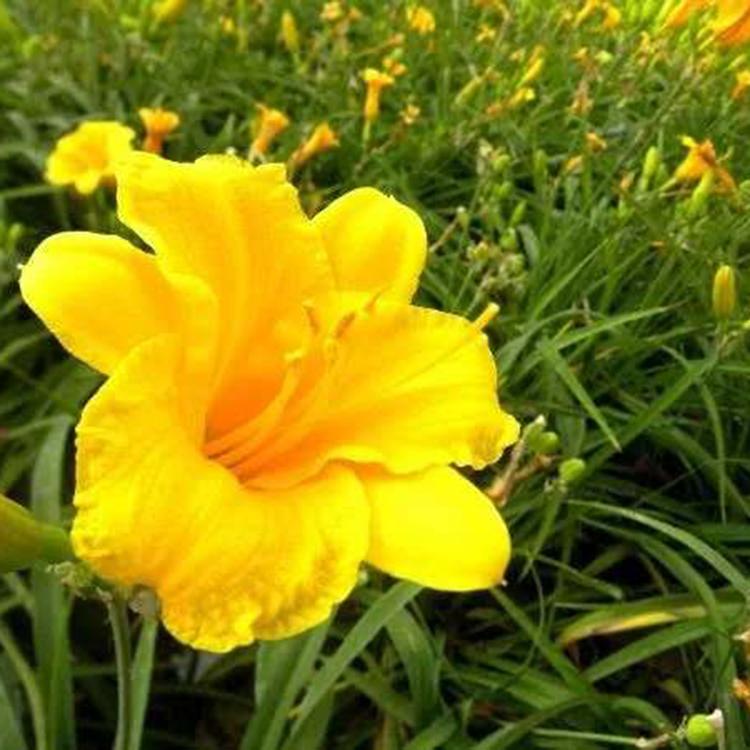 花卉苗木供应 价格实惠 金娃娃萱草供应商
