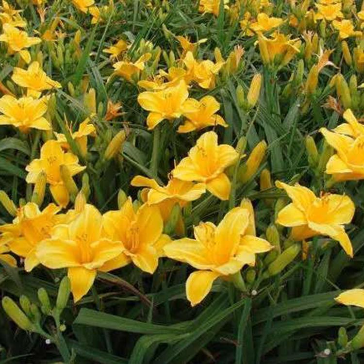 花卉苗木供应 价格实惠 金娃娃萱草小苗种植基地