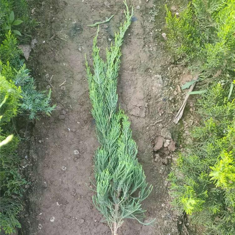 基地优惠直发小龙柏 绿化用小龙柏 小龙柏价格优惠