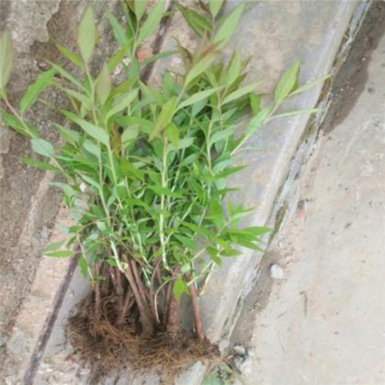 一二年宿根花卉 金焰绣线菊 价格从优 金焰绣线菊价格