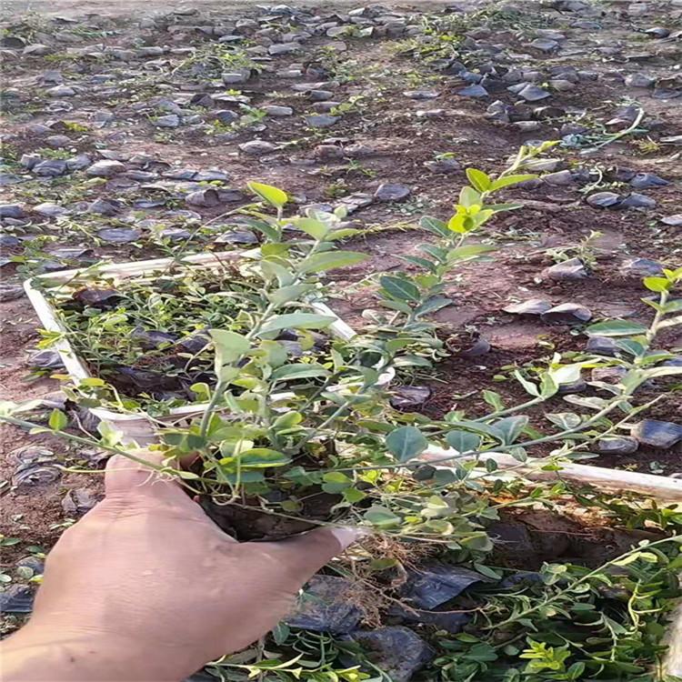 扶芳藤 大叶扶芳藤价格 山东大叶扶芳藤基地 绿化专用大叶扶芳藤