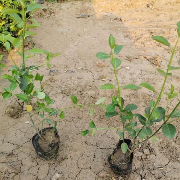 大叶扶芳藤种植基地 山东青州大叶扶芳藤 江瑞园艺园林绿化