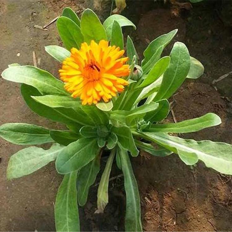 金盏花苗 采购基地 金盏菊基地