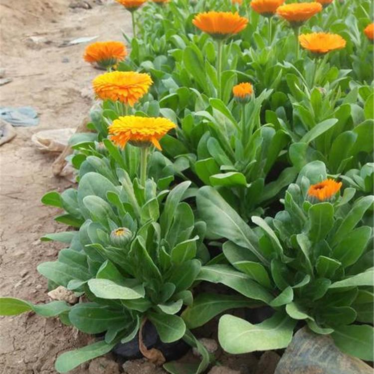金盏菊 金盏菊小苗种植基地 采购基地