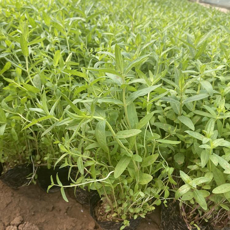 千屈菜价格基地千屈菜报价批发