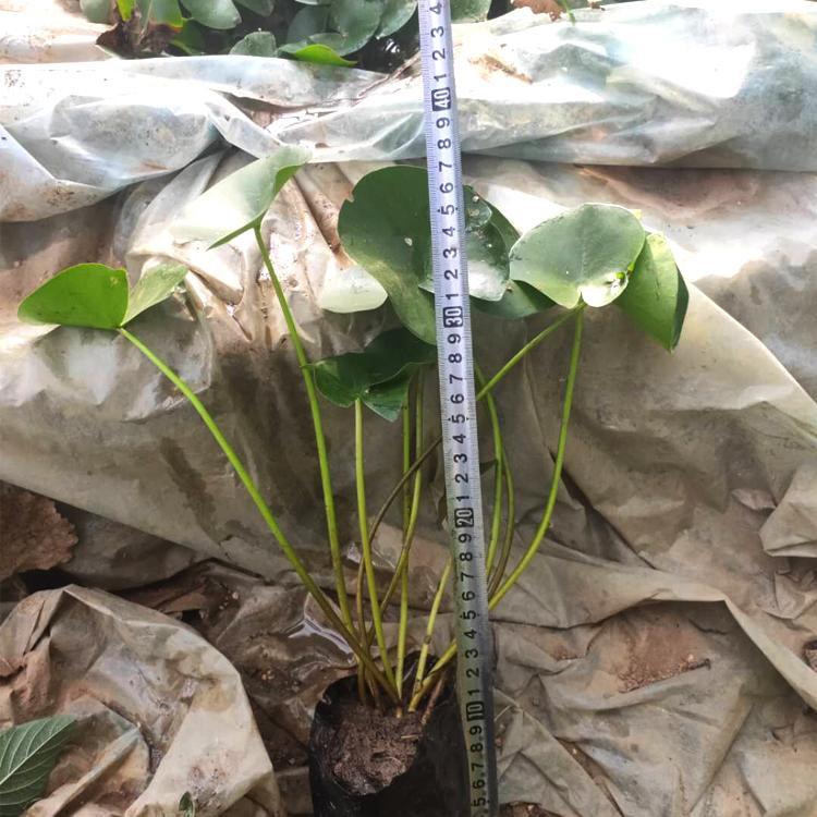 睡莲价格 青州睡莲自产