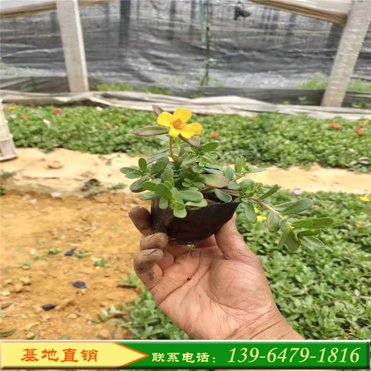 山东基地直销 半枝莲草花 马齿笕苗 太阳花盆栽苗价格