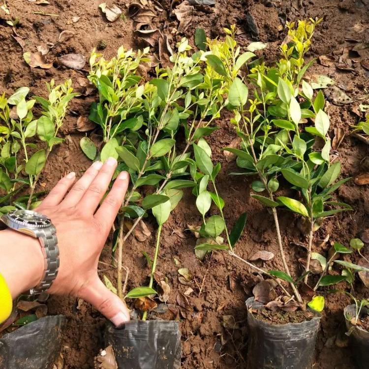 金叶女贞苗种植基地 金叶女贞批发价格 现场看苗起苗 规格齐全