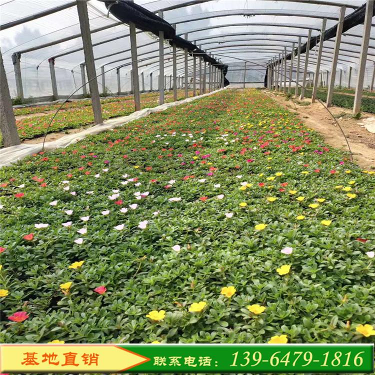 太阳花草花基地 大花马齿苋培育基地 时令草花盆栽花带花坛用花