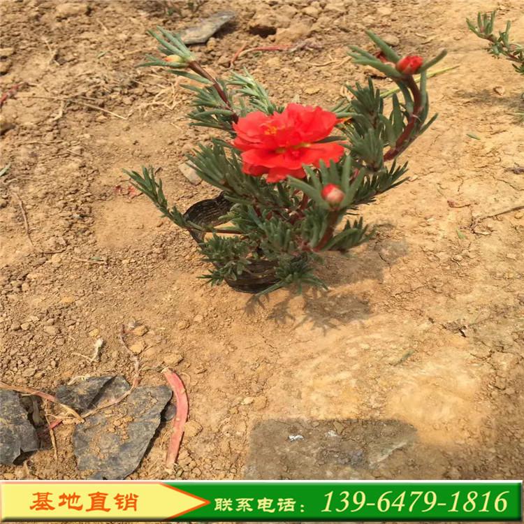 适合大片植种植的花卉植物太阳花半枝莲 大花马齿苋山东青州基地培育中心
