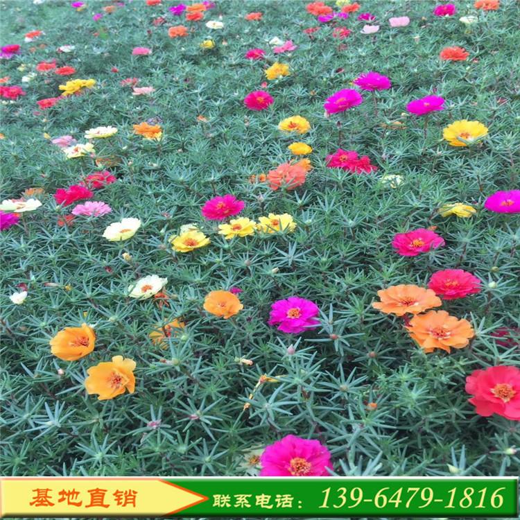 宿根花卉半枝莲  小区草坪草花绿化种植太阳花马齿苋 半枝莲绿化工程苗