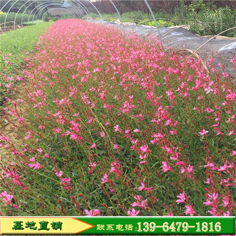 紫叶红花山桃草 白色山桃草盆栽苗 多年生耐寒宿根花卉千鸟花