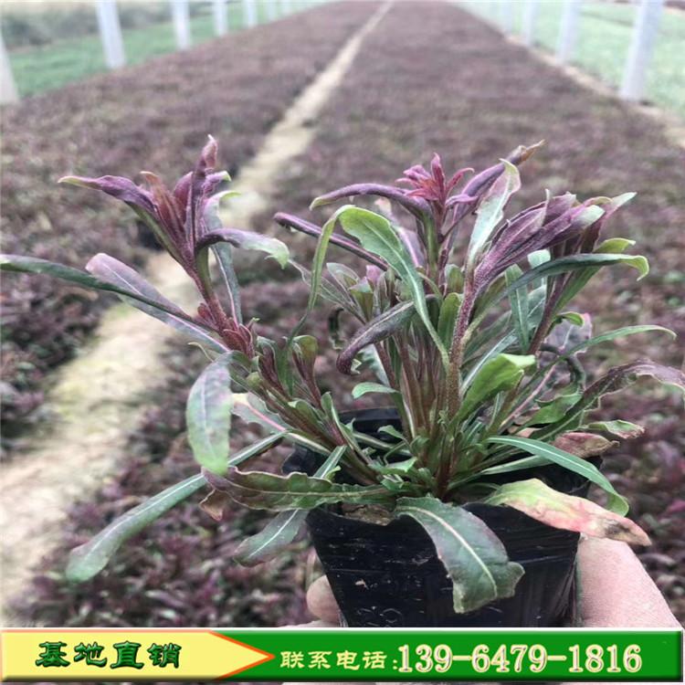 红花山桃草批发价格 山桃草小苗千鸟花育苗基地量大优惠质优价廉