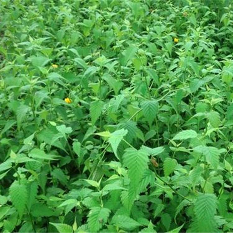 青州绿化苗木供应商 棣棠种植基地 基地供应 棣棠苗