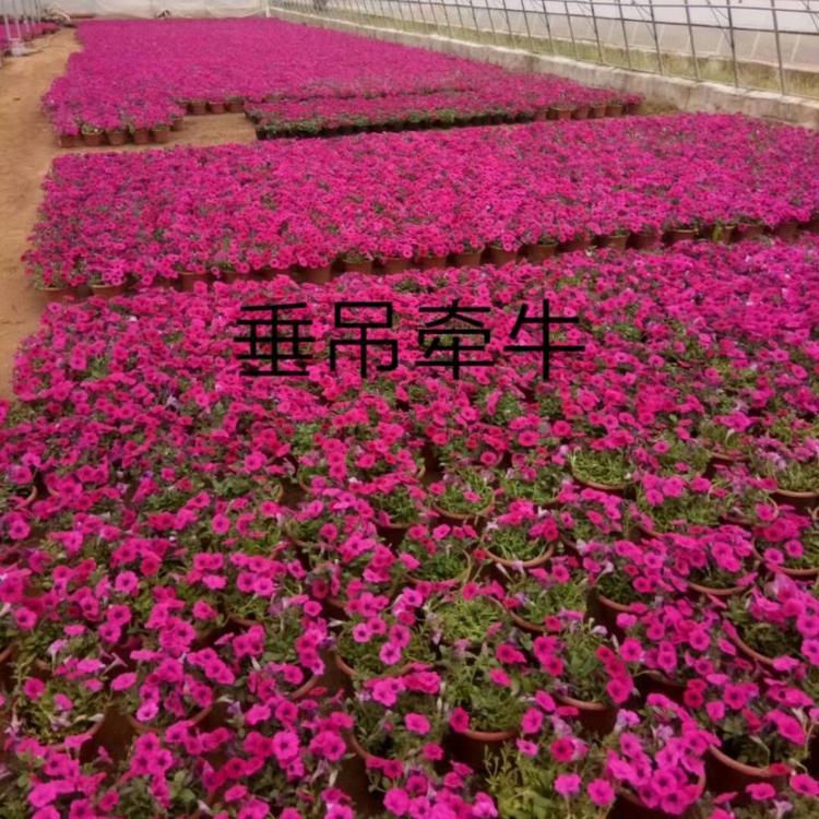 牵牛价格 垂钓千牛价格批发