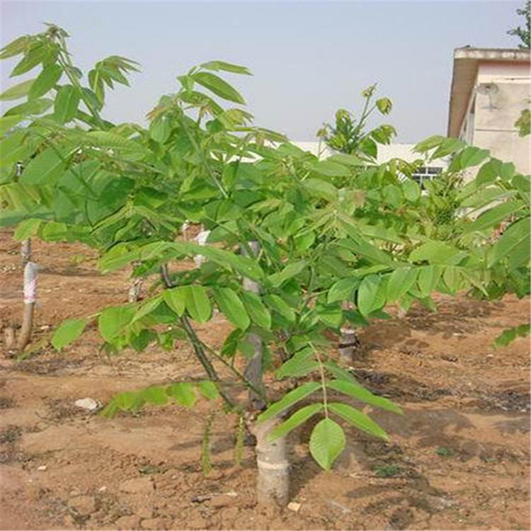 苗圃供应 核桃树苗 青州核桃树批发