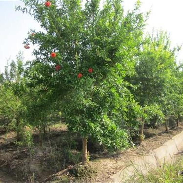 量大优惠 花石榴 青州花石榴苗价格