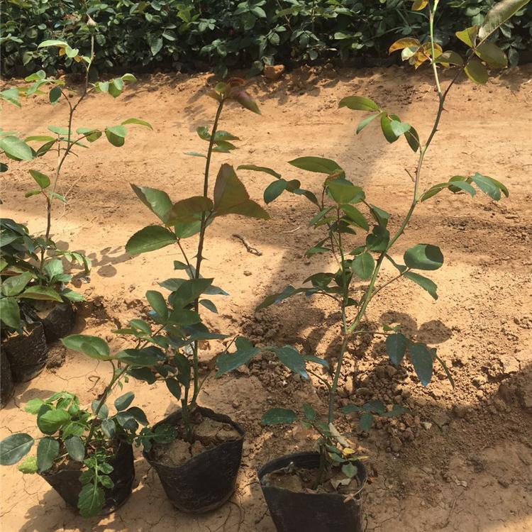月季苗供应商 绿化工程用苗 青州月季苗