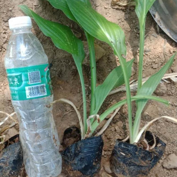 玉簪苗种植基地 价格实惠 青州玉簪苗