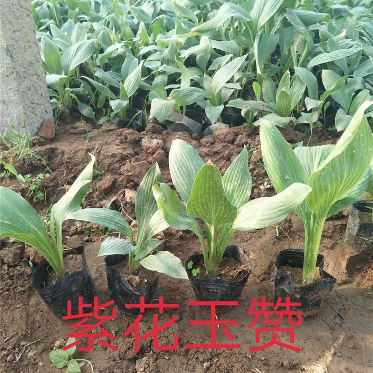 水生绿植玉簪价格 基地种植 山东水生绿植玉簪