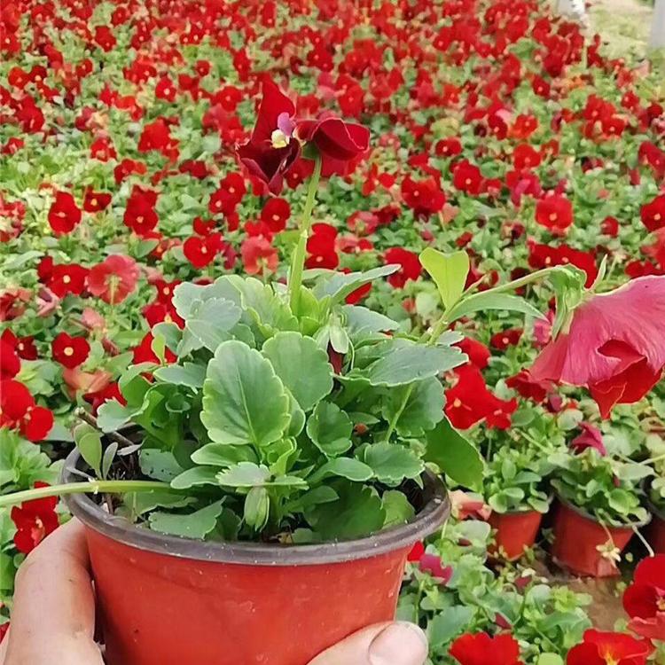 三色堇小苗供货商 多年生草本植物 山东三色堇小苗