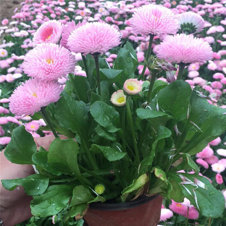 基地直销 雏菊 观赏花卉雏菊种植基地
