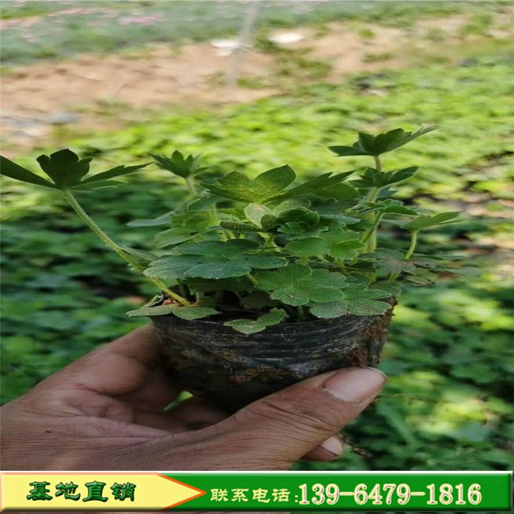 山东多年生大花飞燕草 杯苗价格 耐寒园林景观绿化工程苗翠雀花