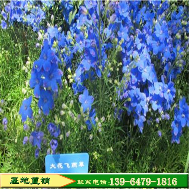青州草花大花飞燕草苗 大花飞燕草价格 绿化远景用花