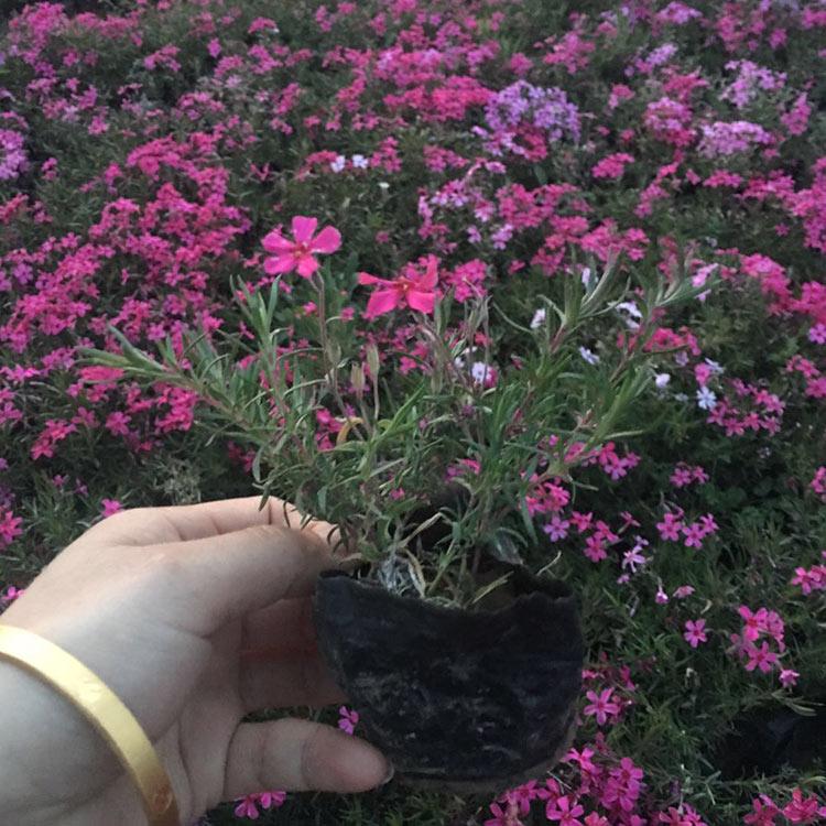 丛生福禄考供货商 苗圃批发 青州丛生福禄考