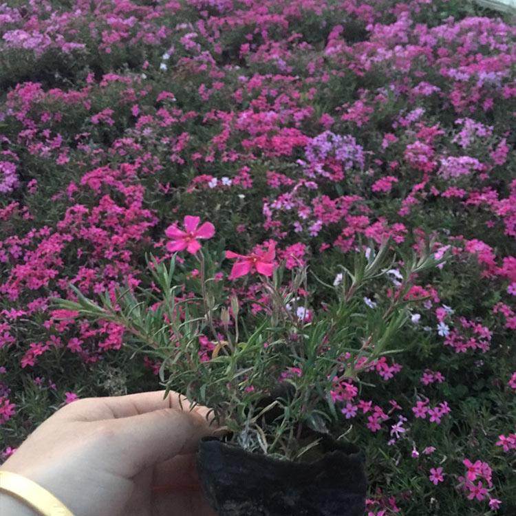 芝樱报价 基地直售 青州芝樱