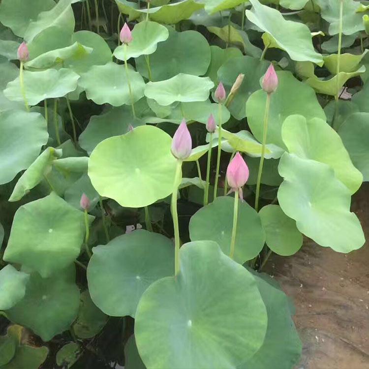 开花荷花 荷花批发商 自产自销