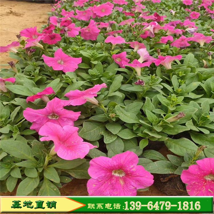 白色矮牵牛批发价格 批发玫红矮牵牛易种花草垂钓牵牛
