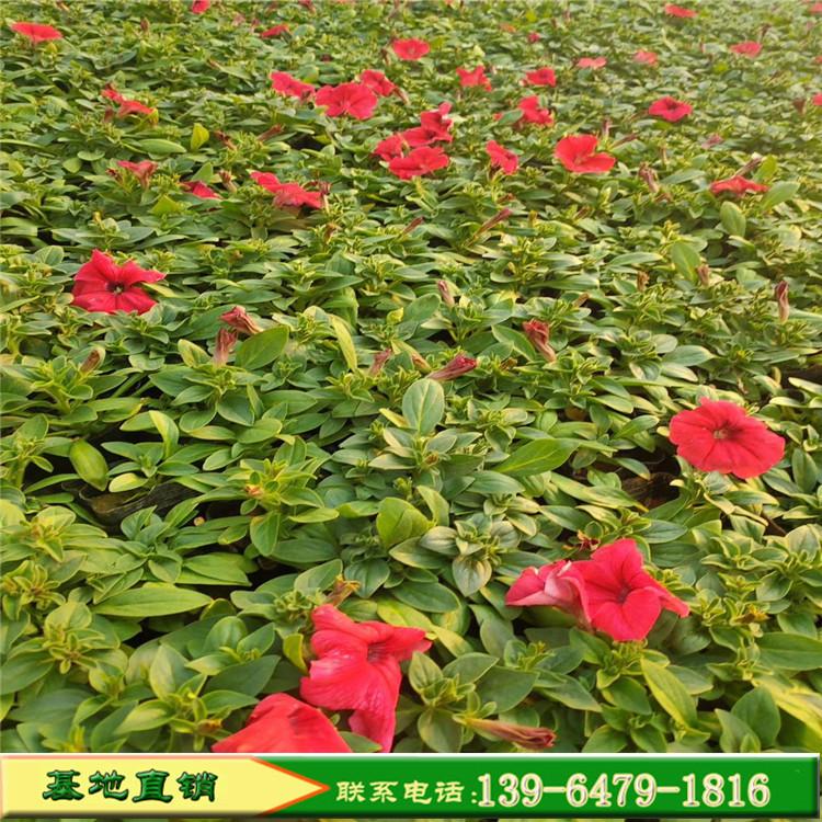 牵牛花盆栽 青州花卉市场批发多色矮牵牛喇叭花 垂钓牵牛花苗花卉