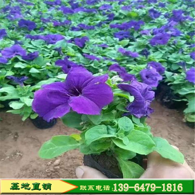 青州花卉供应七彩牵牛花 矮牵牛花 垂钓牵牛花坛桥梁两边租摆用花